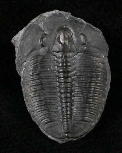Elrathia Trilobite - Wheeler Shale, Utah #21099